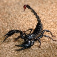 desert-scorpion