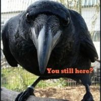 Crow You Still Here.jpg