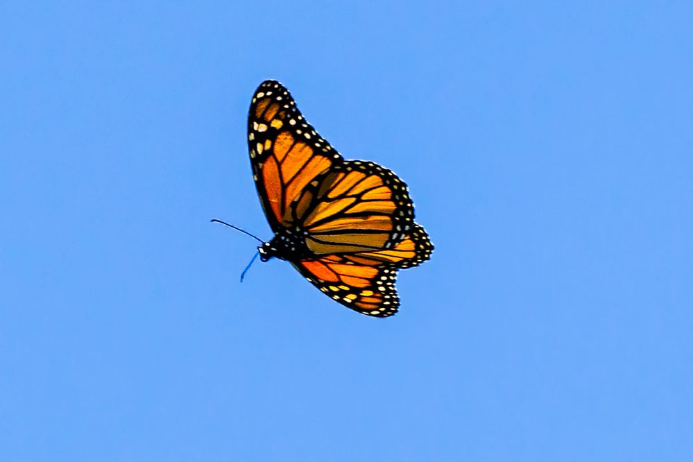 Monarch01.jpg