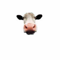 Cow Lick2.gif