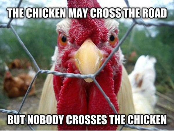 194843111ada3e2aa7140352eeeec26f--funny-chicken-pictures-funny-animal-pictures.jpg