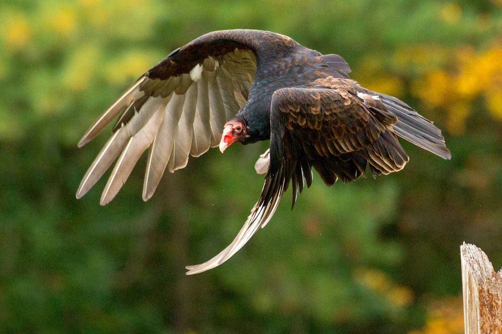 Eastern_Turkey_Vulture_in_flight,_Canada.jpg