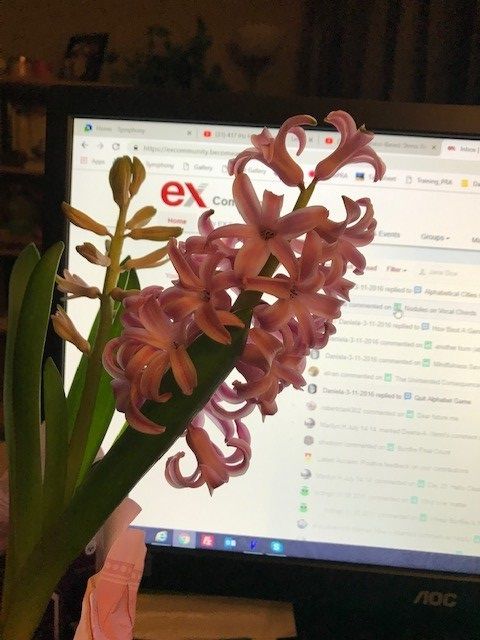 Hyacinth_aroma.jpg
