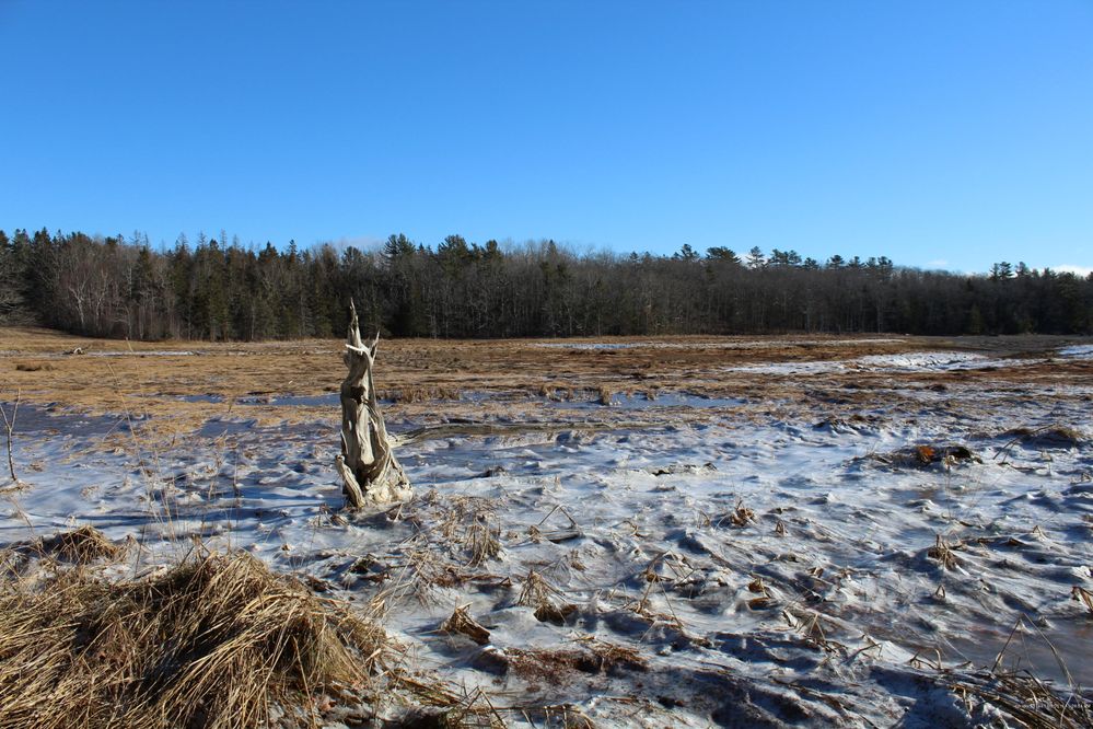 Frozen Marsh in Pembroke F O Bailey.jpg