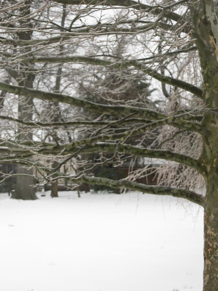 Frozen Tree and Yard.jpg