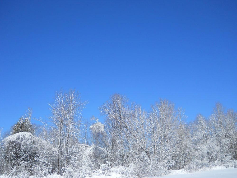 2014 Winter in Levant.JPG
