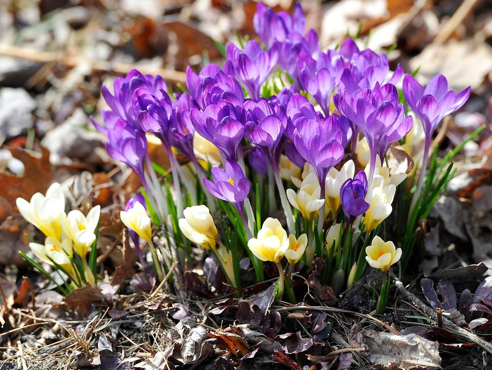 Spring color.jpg