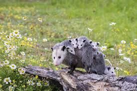 opossum with babies.jpg