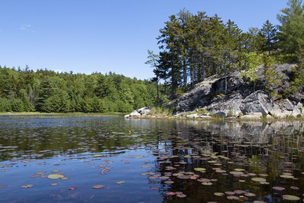 Pond  Maine Dept of Inland Fishery Wildlife.jpg