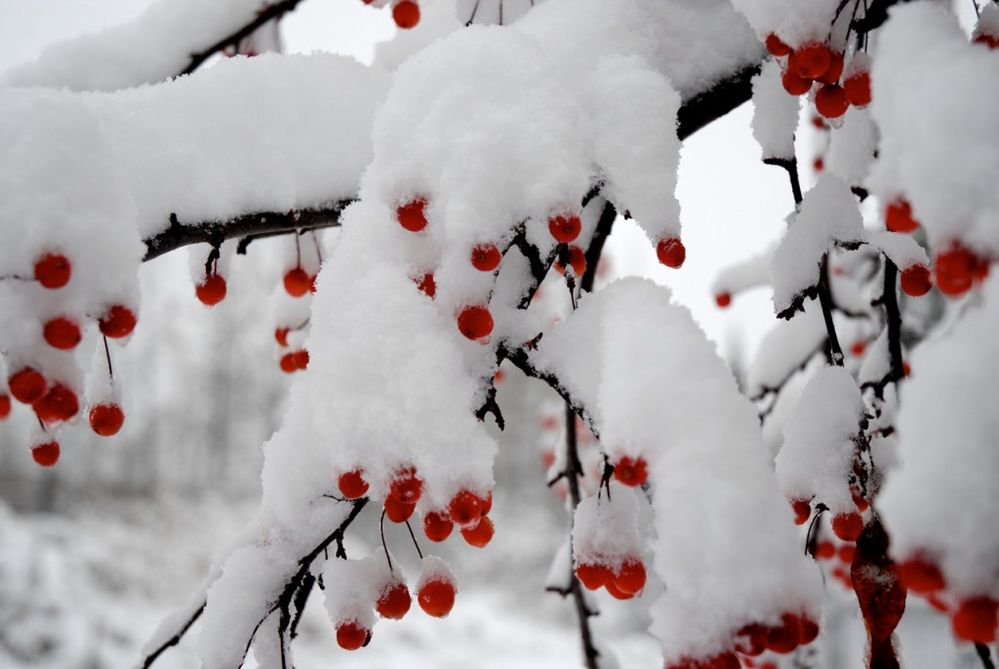 winterberries.jpg