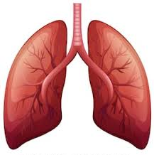 Lungs  (2).png