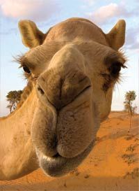 29672459caf698fef625629198c898f1--camels-desert-oasis.jpg