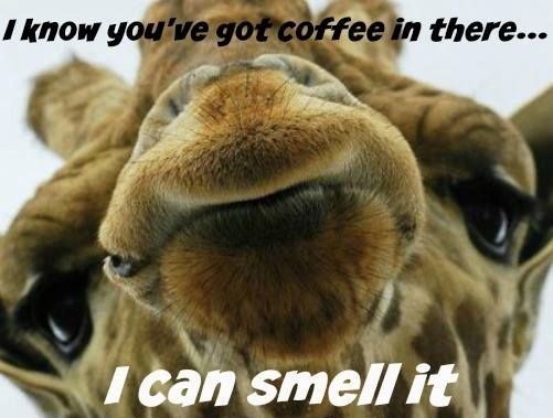 Wednesday-Funny-Coffee-Meme.jpg