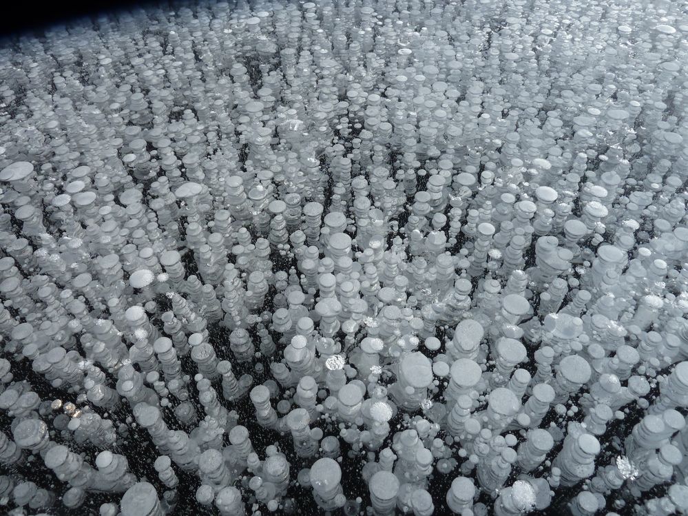 Air bubbles from beaver lodge frozen in ice  Karen O Zimmerman.jpg