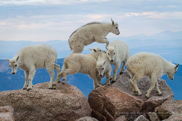 quit mountain goats.jpg
