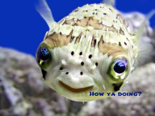 Fish how ya doin'.jpg