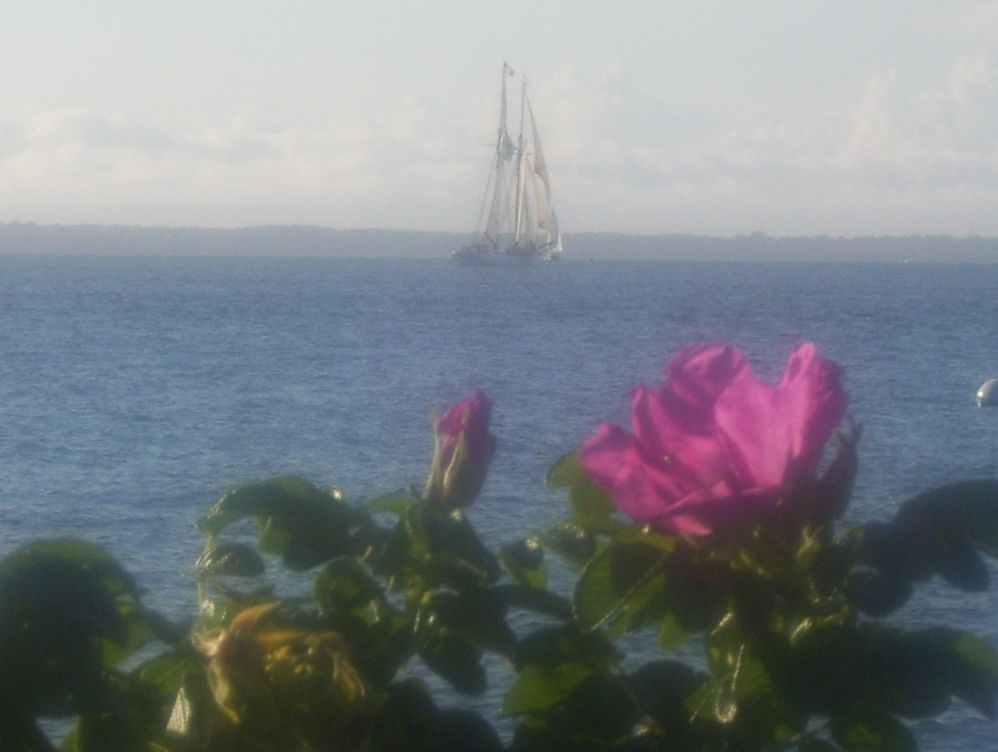 Beach Rose and schooner.JPG