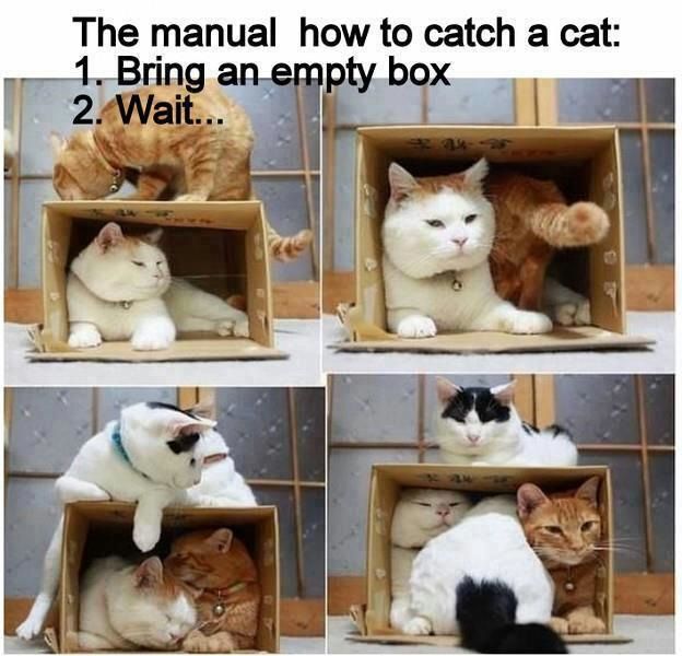 How to Catch a Cat.jpg
