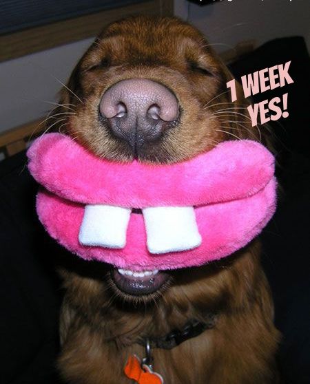 1 Week Yes Dog W Pink Lips.jpg