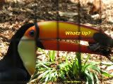 What's Up Toucan.jpg