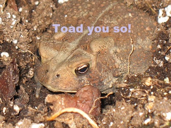 Toad you so!.jpg