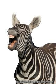 laughing zebra.jpg