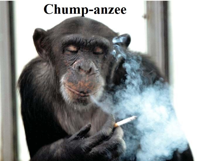 chumpanzee.jpg