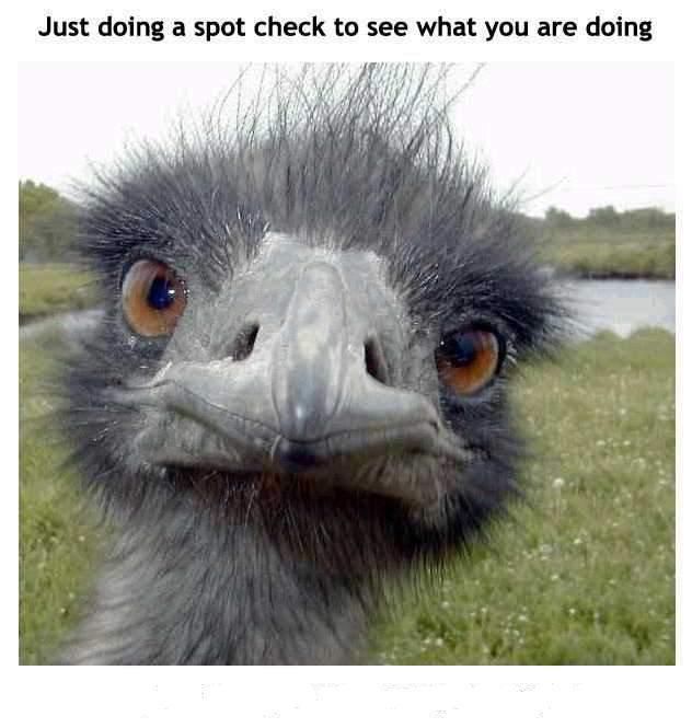 Checking In Ostrich.jpg