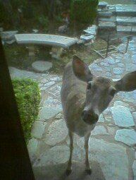 deer at side door.jpg