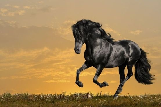 black stallion.jpg