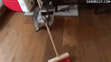 Racoon sweeping.gif