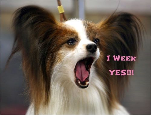 1 Week Yes Dog Open Mouth.jpg