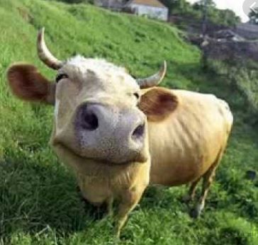 Cow smile.JPG