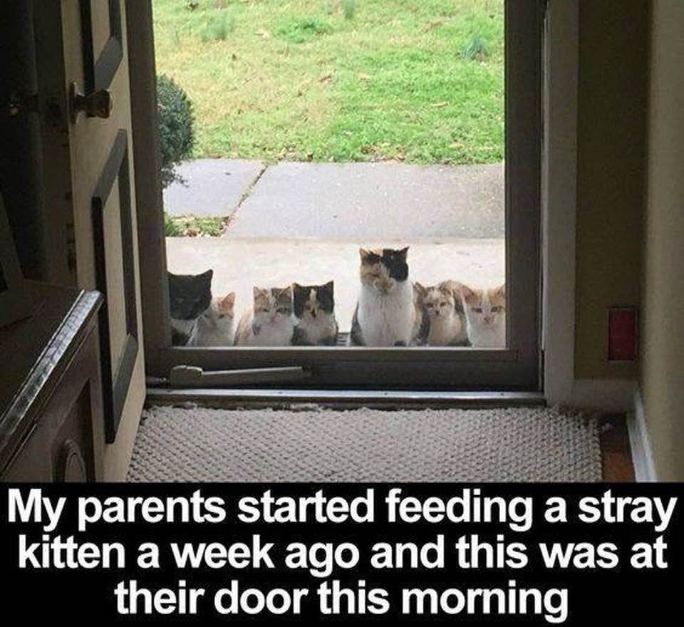 kittens at door.jpg