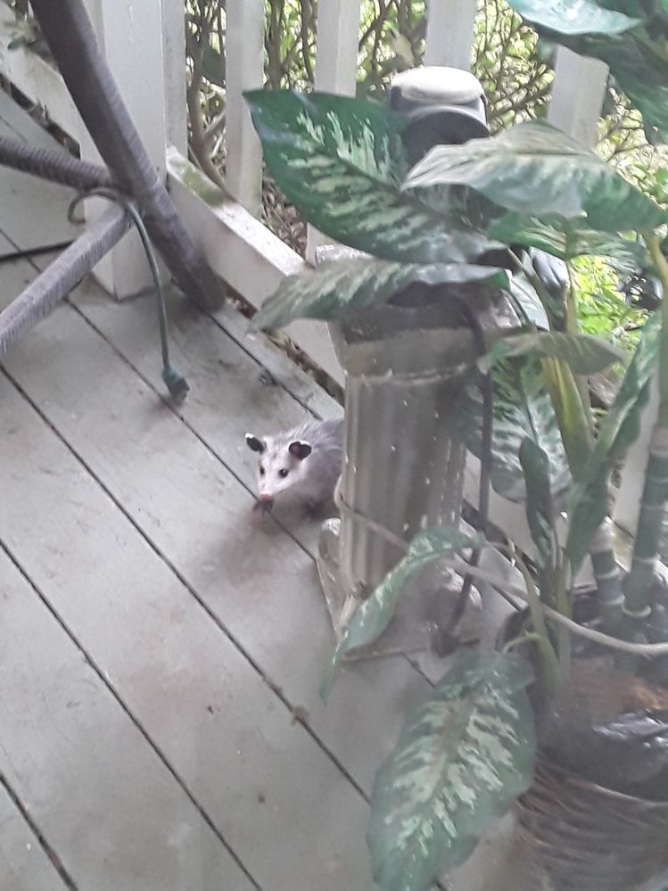 Opossum pic 1.jpg