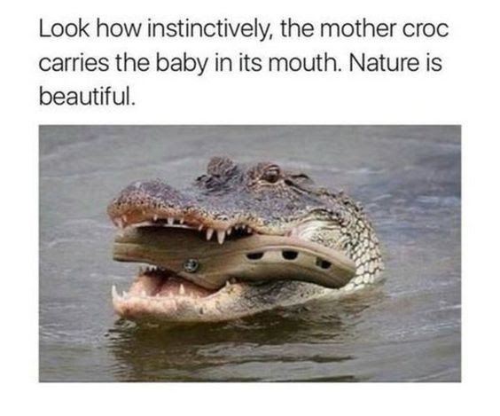 mother croc and baby croc shoe.jpg