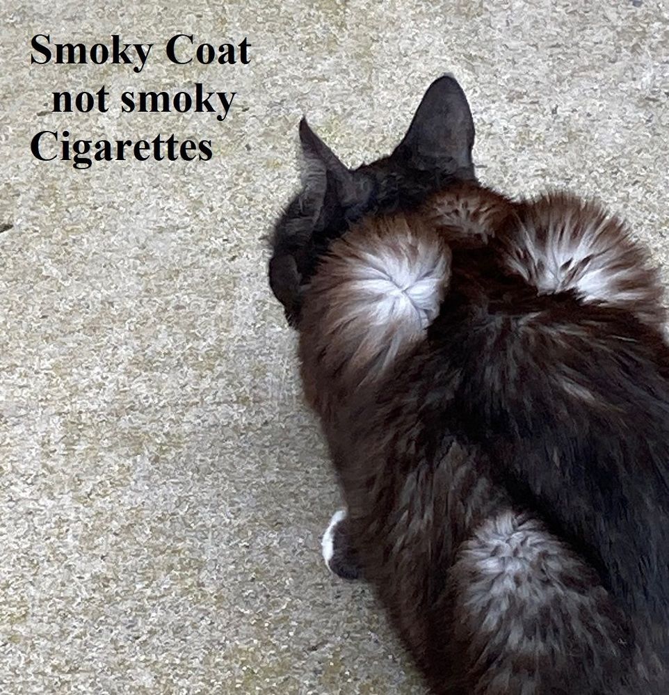 Smoky Coat.jpg