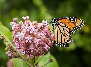 monarch on milweed.jpg
