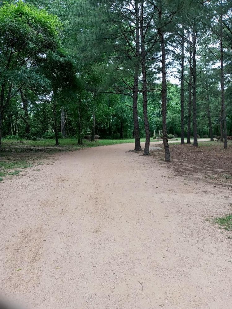 This park has paths, more than trails.  Birds were serenading me and I saw one jogger.