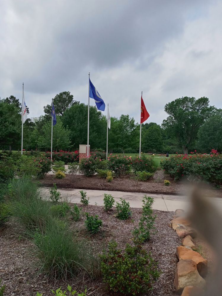 These flags represent all branches and one more.  Army, Navy, Air Force, Marines.  Thousands of roses on these bushes.