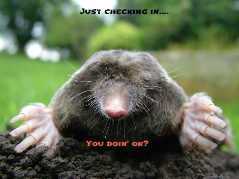 Mole you doin' ok.jpg