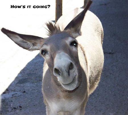 Donkey How's it Going.jpg